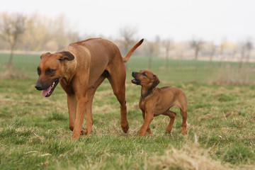 chiot rhodesian ridgeback marchant derrière sa maman