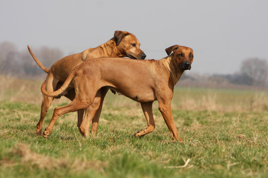 m&acirc;le rhodesian ridgeback essayant de saillir une femelle