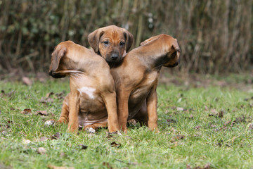 pose amusante de trois chiots rhodesian ridgeback-humour