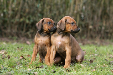 deux chiots rhodesian ridgeback regardant du m&ecirc;me c&ocirc;t&eacute;