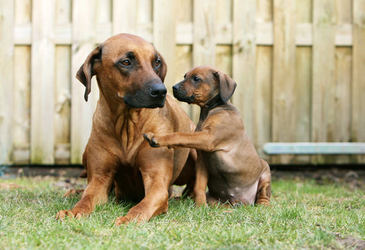 jeune rhodesian ridgeback donnant un coup de patte &agrave; maman