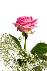 Pink rose with gypsum herb on white background