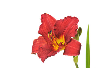 Dark red daylily isolated on white background