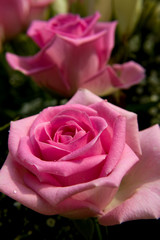 Pink roses in closeup