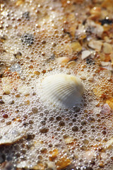 a big seashell in the sea bubbles on the beach