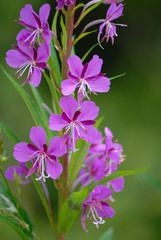 Obraz premium Purple flowers