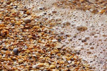 seashells in the sea bubbles on the beach