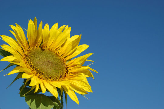 Beautiful Sunflower and the blue sky
