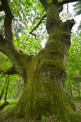 Old oak.