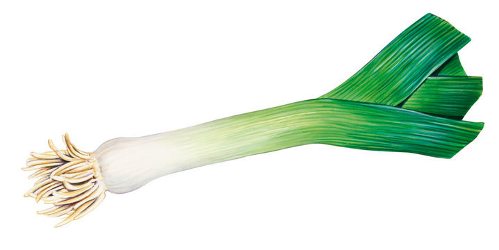 Lauch