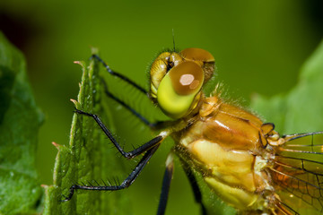 Common Darter Dragonfly