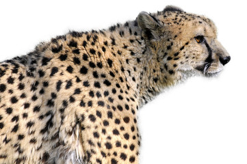 détourage d'un guépard Acinonyx jubatus