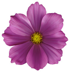 violette blüte