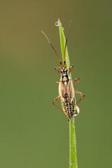 Dolchwanze Leptopterna dolabrata