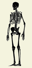 Fototapeta na wymiar Human Skeleton Vector 03