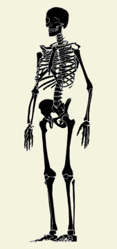 black skeleton standing, anatomical study clip art preview