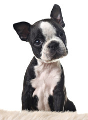 Boston terrier puppy