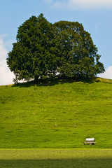 Landscape of grassland with trees and hill