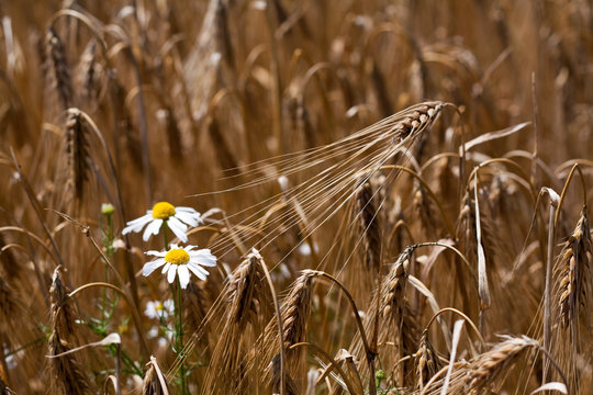 G&auml;nsebl&uuml;mchen im Gerstenfeld