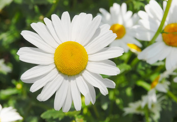 Fototapeta premium Camomile