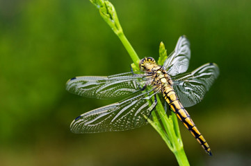 Dragonfly - 15301742