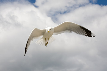 seagull