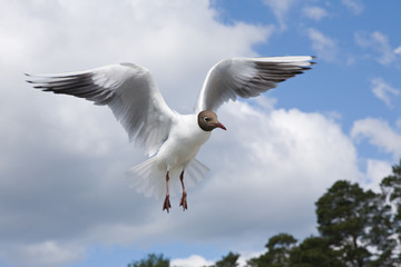 seagull