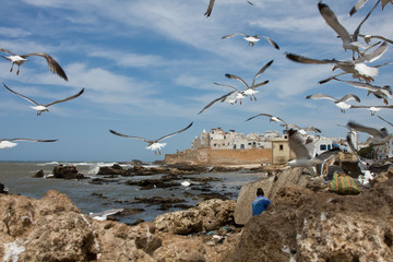 Möven am Hafen von Essaouira