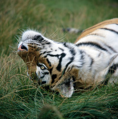 Tiger_112003