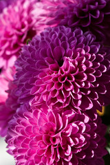 Purple flower in closeup