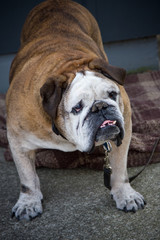 Obraz premium English bulldog