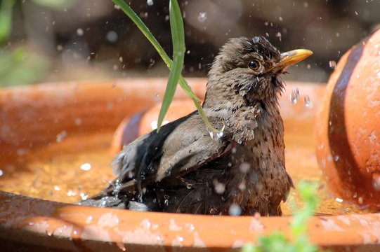 badende Amsel