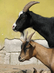 Two goats