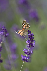 Distelfalter auf Lavendel