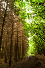 Waldaufnahmen aus der Eifel