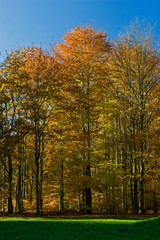 Landscape of a farmland with colorful autumn trees