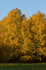 Landscape of a farmland with colorful autumn trees