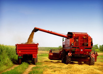 Fototapeta premium harvesting