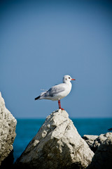 Seagull