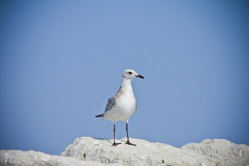 Seagull