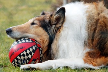 Collie mit Ball