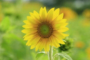 Sonnenblume