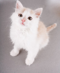 Fototapeta premium funny white kitten