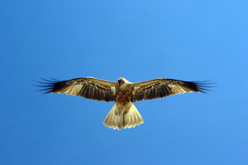 Milan im Kakadu Nationalpark, Australien