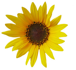close up of sunflower