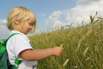 Kind betrachtet Kornähren