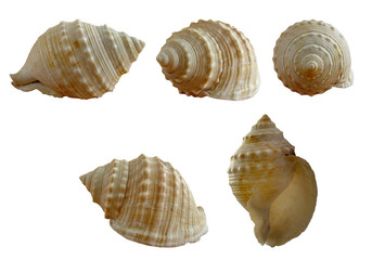 set_shell1