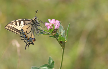Schwalbenschwanz seitlich