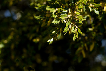leaves with selective focus
