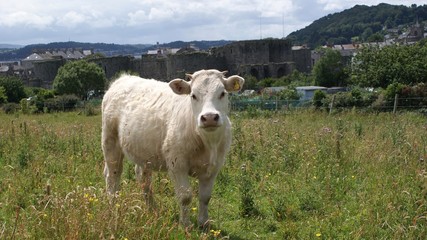 White bull